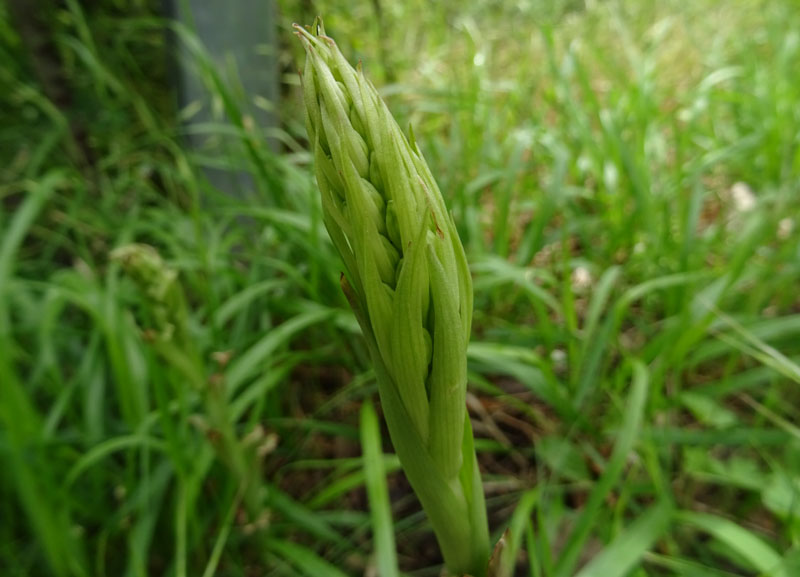 Himantoglossum adriaticum o hircinum